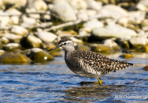 Bruchwasserläufer