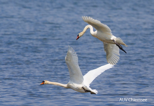 Höckerschwan vertreibt Rivalen aus der Hirschauer Bucht