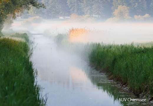 Mystischer Nebel Mitte Mai im Grabenstätter Moos