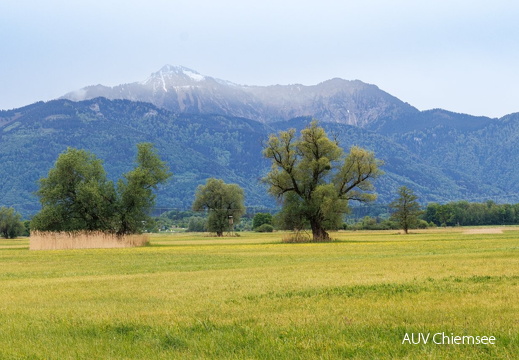 Blick über das Grabenstätter Moos zum Hochgern