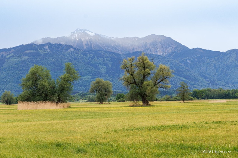 AktNatBeo-260527-ah-02 Blick ueber das Grabenstaetter Moos zum Hochgern.jpg