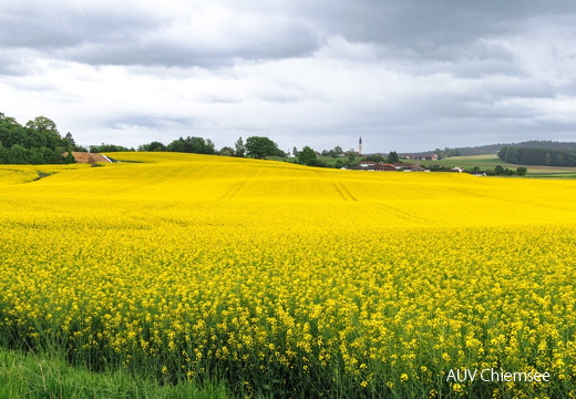 Landschaft in gelb bei Frabertsham 