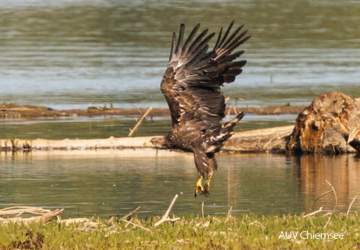 Seeadler