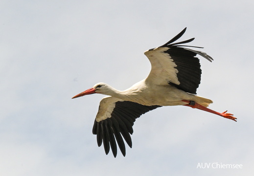 Storch