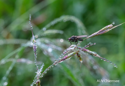 Fliege mit Regentropfen