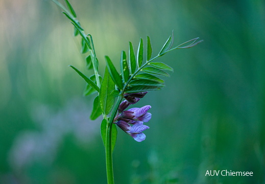 Zaunwicke