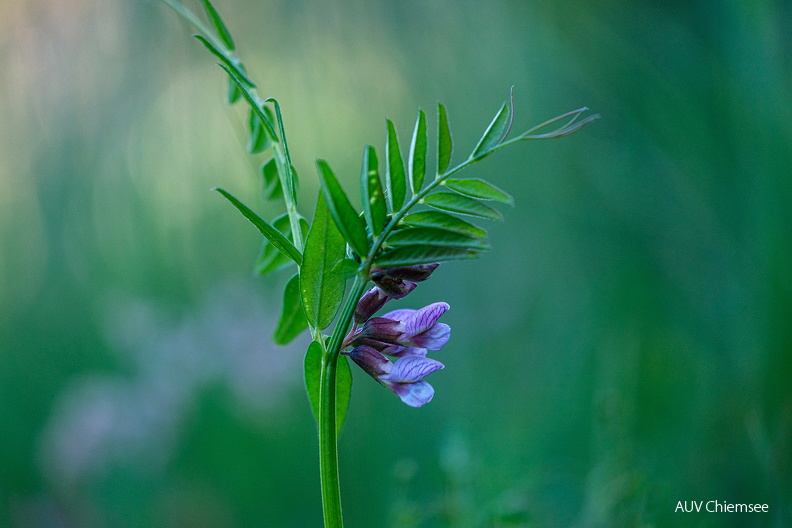 AktNatBeo-260614-su-04-Zaunwicke.jpg