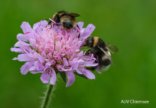 Erdhummel
