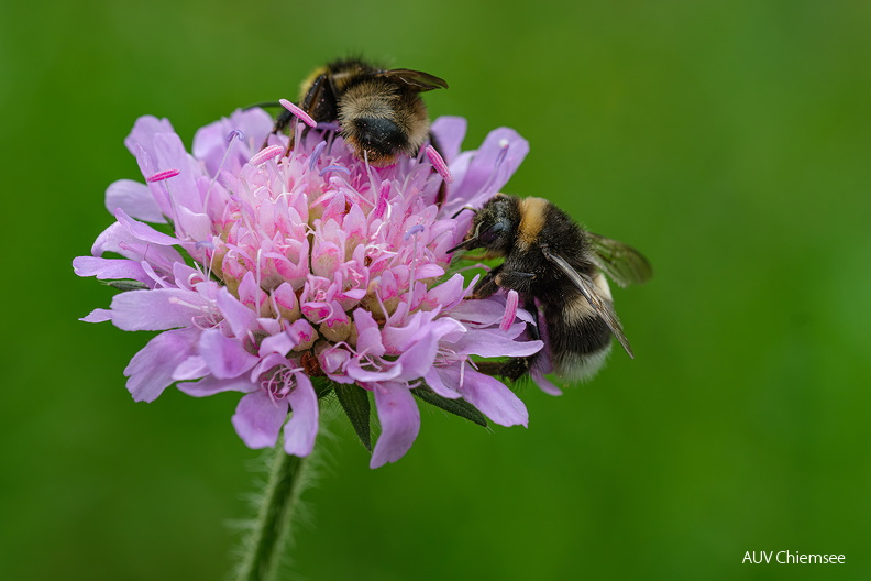 AktNatBeo-260614-su-08-Erdhummel.jpg