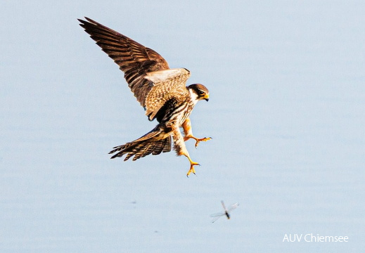 Baumfalke jagt Großlibellen