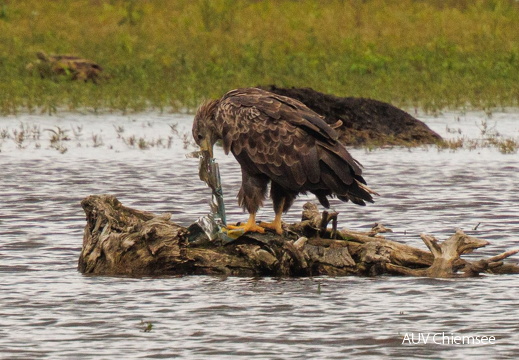 Seeadler zerpflückt Müll