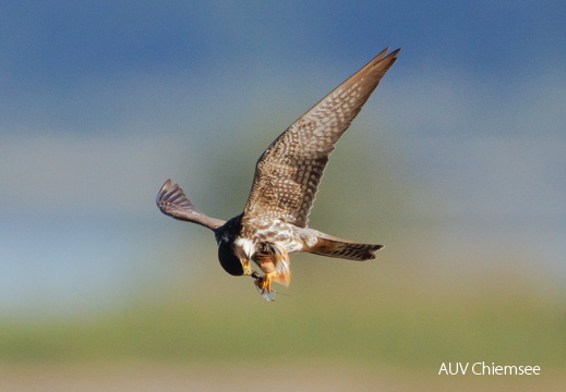 Baumfalke frißt Beute im Flug