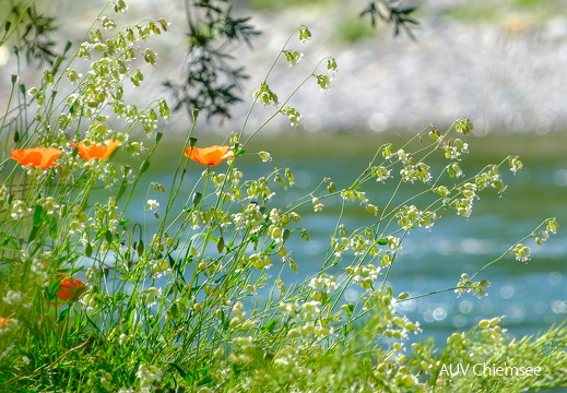 Mohnblüten und Leimkraut