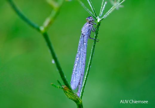 Libelle