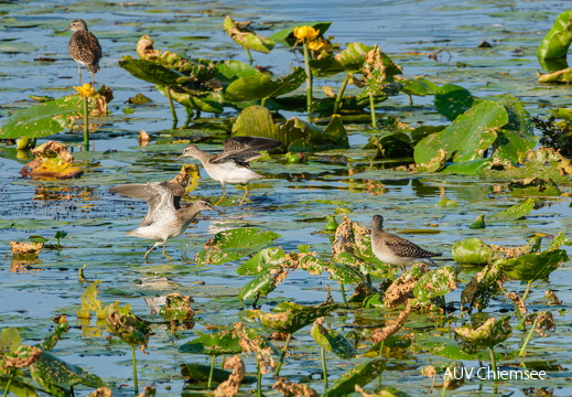 Bruchwasserläufer
