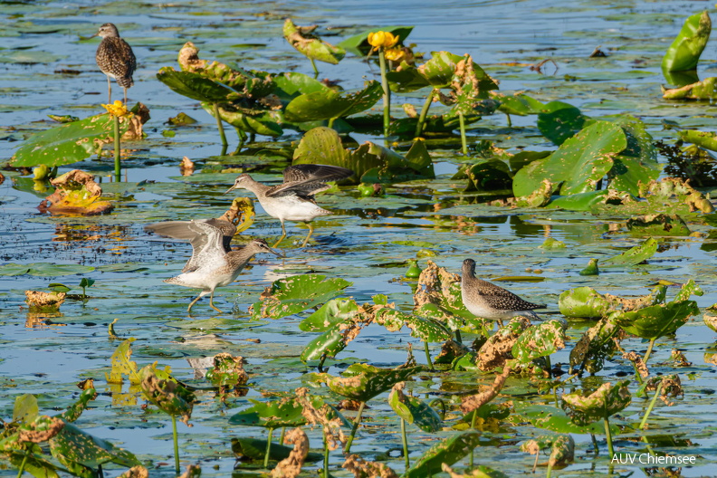 AktNatBeo-260805-su-02-Bruchwasserläufer-1500pix.jpg