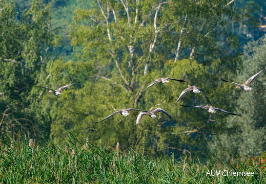 Graugänse im Abflug