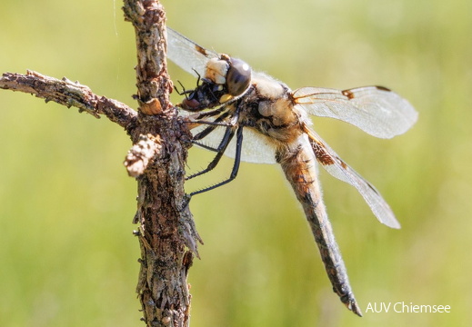 Vierflecklibelle frißt Fliege