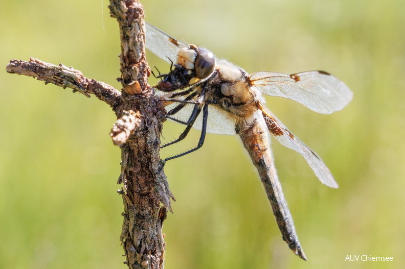 AktNatBeo-260810-ah-21-Vierflecklibelle frißt Fliege.jpg