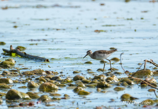 Bruchwasserläufer