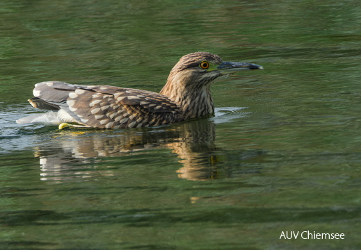 schwimmender Nachtreiher