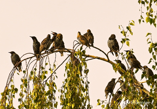 Stare sammeln sich für den Vogelzug