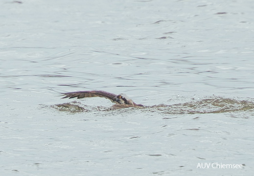 Fischadler auf Unterwasserfang
