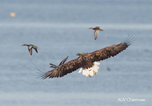 Seeadler jagt erfolglos Stockenten