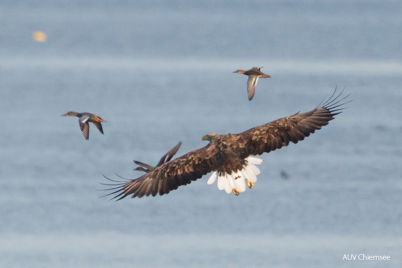 AktNatBeo-260903-ah-10-Seeadler jagt erfolglos Stockenten.jpg
