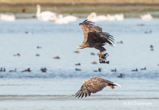 Seeadler nach erfolgreicher Jagd