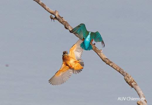 zweiter Eisvogel landet 