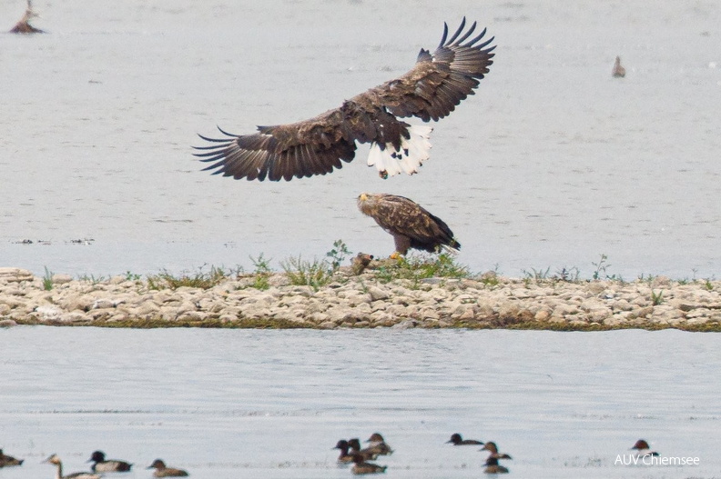 AktNatBeo-260919-ah-21 - Seeadler landet bei Partnerin HB.jpg