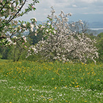 Obst- und Kulturwanderweg